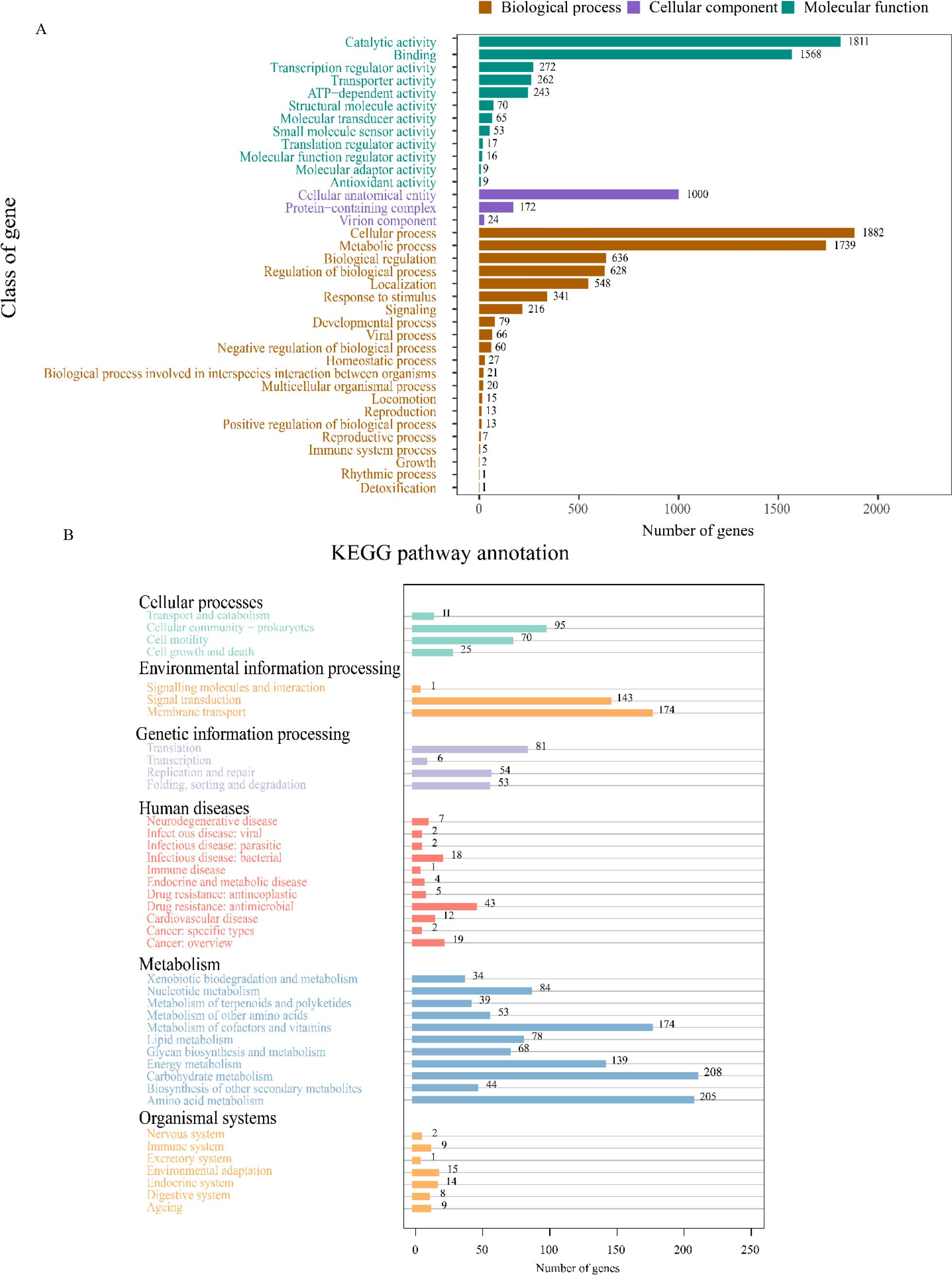 Functional annotation of the genome of the Brevibacillus laterosporus XJ-24-3 isolate. (A) GO annotation; (B) KEGG analysis annotation