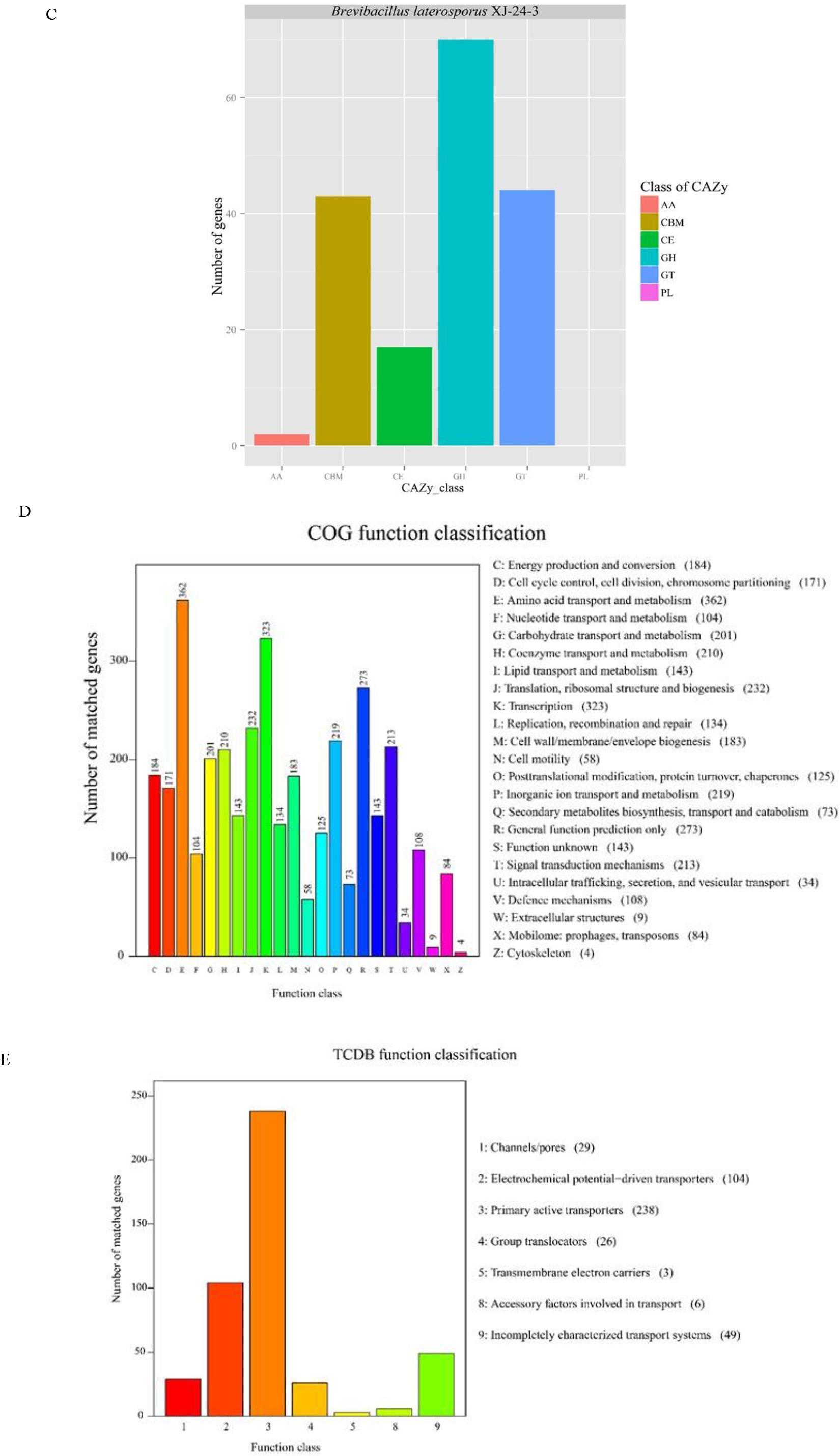 Statistical analysis of secondary metabolic gene clusters in the genome of the Brevibacillus laterosporus XJ-24-3 isolate. (C) Carbohydrate-Active Enzyme (CAZy) function prediction; (D) Cluster of Orthologous Groups (COG) analysis; (E) Transporter Classification Database (TCDB) annotation