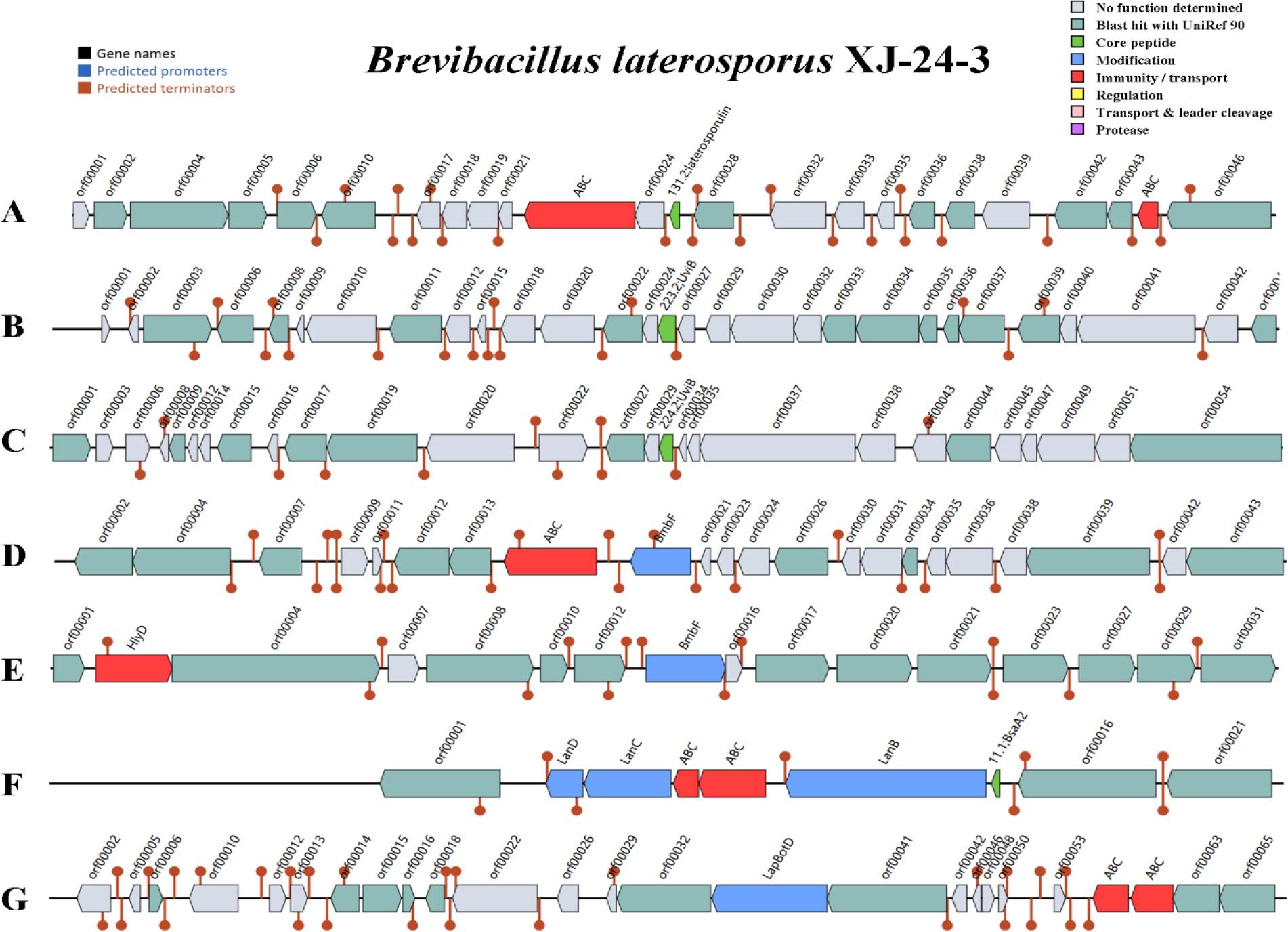 Prediction of bacteriocin-related genes in seven regions (A–G) of the genome of Brevibacillus laterosporus XJ-24-3 strain. (A) Lantibiotic ATP-binding cassette (ABC) transporter (ATP – adenosine triphosphate) in red and 131.2 gene (encoding laterosporulin bacteriocin) in green; (B) 223.2 (uviB) gene in green; (C) 224.2 (uviB) gene in green; (D) Lantibiotic ABC transporter (encoding putative YheS) in red and bmbF gene (encoding ribosomal RNA large subunit methyltransferase Cfr) in blue; ( ) Lantibiotic HlyD transporter (encoding efflux resistance-nodulation-division transporter permease subunit) in red and bmbF gene (encoding radical s-adenosylmethionine domain protein) in blue; (F) Lantibiotic ABC transporter in red and 11.1 (bsaA2) gene in green; lanB, lanC and lanD genes (encoding lantibiotic biosynthesis proteins) in blue; (G) lapBotD genes (encoding lantibiotic biosynthesis proteins) in blue and lantibiotic ABC transporter in red