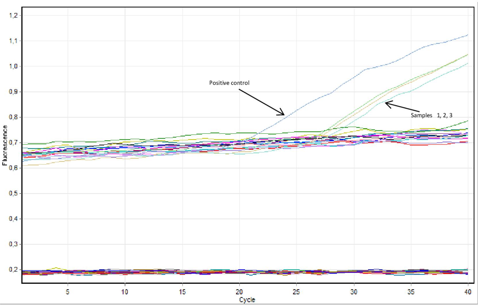 Real-time PCR amplification curves showing positive detections of Taylorella equigenitalis DNA in urogenital swabs from stallions