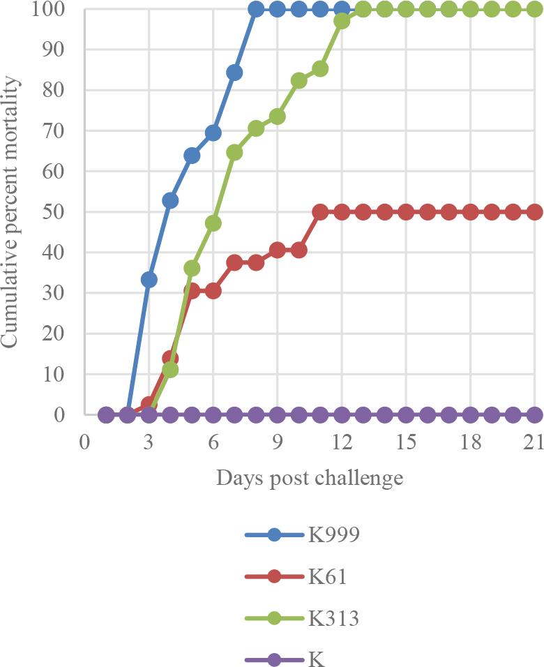 Cumulative mortality in fish infected with K999, K313 and K61 strains and in uninfected fish