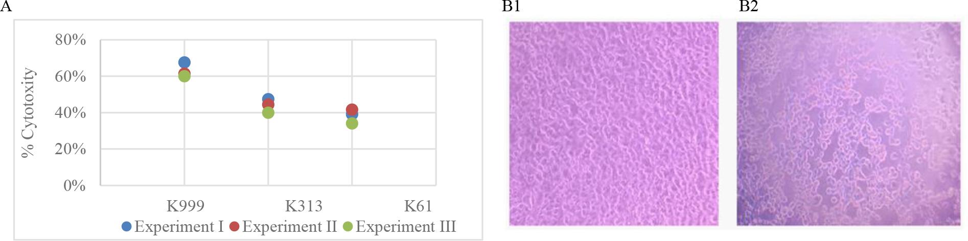 Cytotoxicity of Shewanella oncorhynchi to common carp epithelial cells: A – Percent of cytotoxicity of K999, K313 and K61 strains after 48 h incubation; B1 – Photomicrograph (×100) of carp epithelial cells uninfected with any strain of S. oncorhynchi (control groups cells); B2 – Photomicrograph (×100) of carp epithelial cells infected with K999 strain. Experiment I – initial 48-h experiment; Experiment II – first independent repeat; Experiment III – second independent repeat