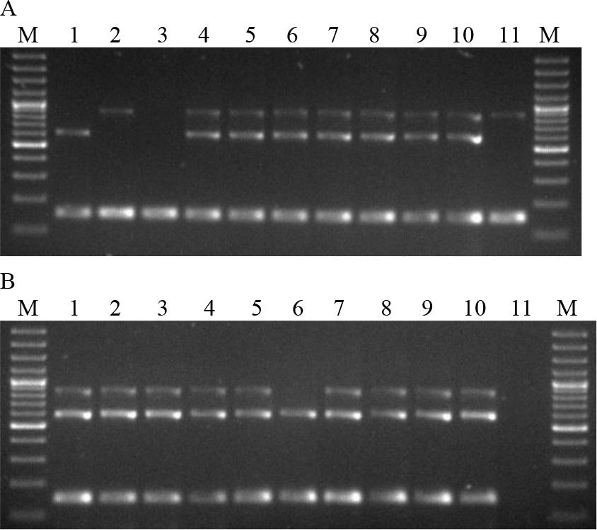 Electrophoresis of multiplex PCR products. A. Lanes: 1–4 B.a.v1–4; 5–7 B.a.1–3/47; 8 B.a.4/48; 9 and 10 B.a.5–6/50; 11 B.a.7/51. B. Lanes: 1 B.a.8/52; 2–4 B.a.9–11/53; 5 B.a.12/54; 6–8 B.a.13–15/93; 9 and 10 B.a.16 and 17/96; 11 negative control; M – molecular weight standard
