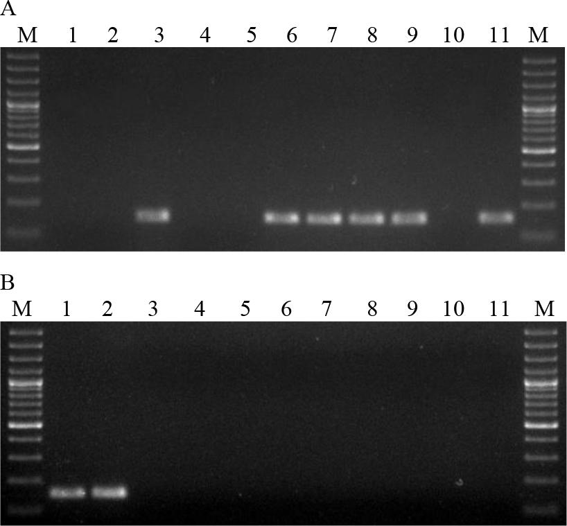 Electrophoresis of multiplex PCR products. A. Lanes: 1–11 B.c.1–11; B. Lanes: 1 and 2 B.c.12 and 13; 3 B.t.1; 4–6 B.m. 1–3; 7 B.ms.1; 8–10 B.s.1–3; 11 negative control; M – molecular weight standard