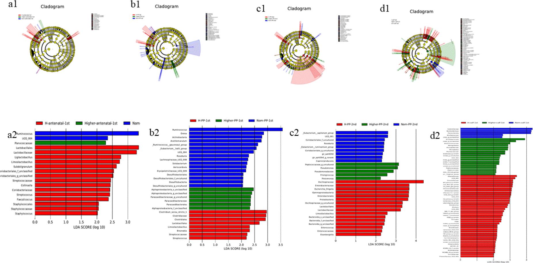 Linear discriminant analysis (LDA) effect size of gut microbiota in faecal samples of Chinese Hereford beef dams and calves. Colours indicate microbial groups significantly enriched in the corresponding group and with a significant effect on the different groups. The higher the LDA score, the greater the influence of species abundance on the different effect. a1) Taxonomic tree of faecal bacterial communities in preparturient dams (-7d) of different body conditions; b1) Taxonomic tree of faecal bacterial communities in postparturient dams (+7d) of different body conditions; c1) Taxonomic tree of faecal bacterial communities in postparturient dams (+14d) of different body conditions; d1) Taxonomic tree of faecal bacterial communities in calves (+7d); a2) LDA discrimination results for preparturient dams (-7d) of different body conditions; b2) LDA discrimination results for postparturient dams (+7d) of different body conditions; c2) LDA discrimination results for postparturient dams (+14d) of different body conditions; d2) LDA discrimination results for calves (+7d). Norm antenatal 1st – samples from dams at –7d of normal body condition; Higher antenatal 1st – samples from dams at –7d of higher body condition; H antenatal 1st – samples from dams at –7d of high body condition; Norm PP 1st – samples from dams at +7d of normal body condition; Higher PP 1st – samples from dams at +7d of higher body condition; H PP 1st – samples from dams at +7d of high body condition; Norm PP 2nd – samples from dams at +14d of normal body condition; Higher PP 2nd – samples from dams at +14d of higher body condition; H PP 2nd – samples from dams at +14d of high body condition; Norm calf 1st – samples from calves at +7d born to dams of normal body condition; Higher calf 1st – samples from calves at +7d born to dams of higher body condition; H calf 1st – samples from calves at +7d born to dams of high body condition