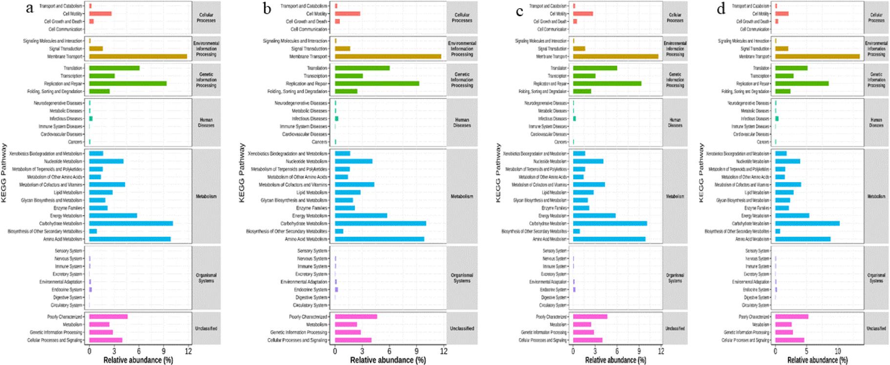 Single-cell transcriptomics analysis and multimodal profiling analysis of functional differences in gut microbiota in faecal samples of Chinese Hereford beef dams and calves based on the Kyoto Encyclopedia of Genes and Genomes (KEGG) database. a) KEGG pathway enrichment in preparturient dams (–7d) of different body conditions; b) KEGG pathway enrichment in postparturient dams (+7d) of different body conditions; c) KEGG pathway enrichment in postparturient dams (+14d) of different body conditions; d) KEGG pathway enrichment in calves (+7d)