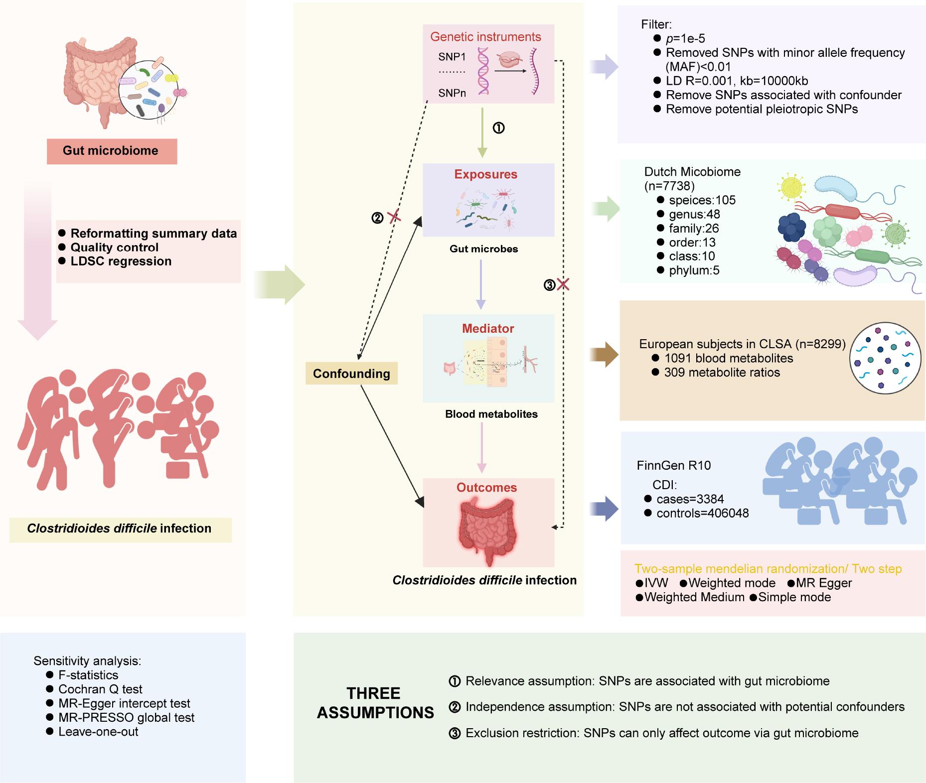 Assumptions and design of the bidirectional mediation Mendelian randomization (MR) analysis.
Firstly, a two-sample bidirectional MR was performed to investigate the causal relationships between gut microbiota (exposures) and Clostridioides difficile infection (outcomes). Secondly, 1,400 blood metabolites (mediator) were selected for subsequent mediation analysis. Finally, a two-step MR analysis was conducted to detect potential mediating metabolites (Step 1, the effect of gut microbiota on metabolites; Step 2, the effect of metabolites on CDI). LDSC – linkage disequilibrium score regression; CLSA – Canadian Longitudinal Study on Aging; IVW – inverse variance weighted; CDI – C. difficile infection