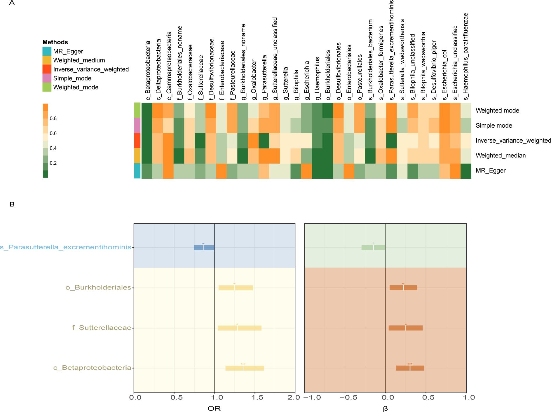 Suggestive causal effects of Proteobacteria on Clostridioides difficile infection (CDI).
A) MR results of casual association between gut microbes belonging to Proteobacteria and CDI;
B) Significant casual estimates from genetically predicted Proteobacteria to CDI. MR – Mendelian randomization; OR – odds ratio