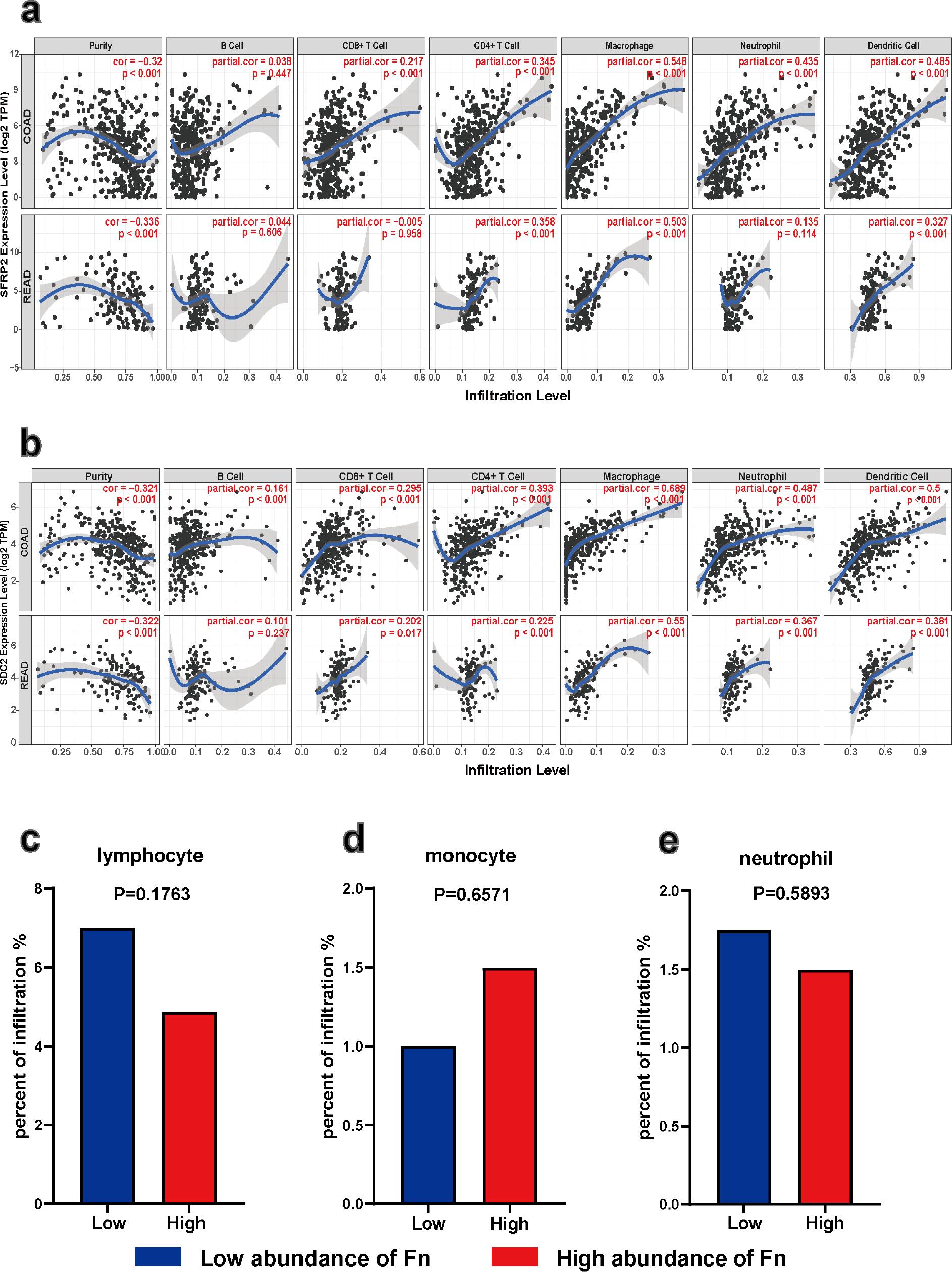 Correlation between the expression of SFRP2 and SDC2, Fn, and immune-infiltrating cells.
Correlations between SFRP2 (a) and SDC2 (b) expression and immune cells in COAD and READ by TIMER. Relationship between Fn and lymphocyte (c), monocyte (d), and neutrophil (e) levels in the TCMA database.
