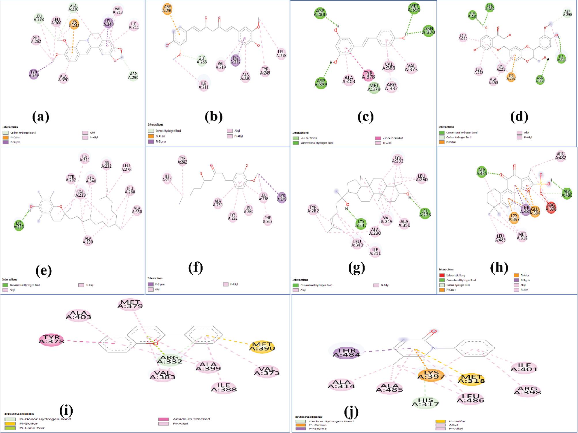 2D interaction plots of (a) berberine, (b) curcumin, (c) resveratrol, (d) silymarin, (e) tocopherol, (f) ginger, (g) ginseng, (h) danshen, (i) anthocyanin, and (j) pirfenidone with TGF-β protein. TGF-β, transforming growth factor-beta.