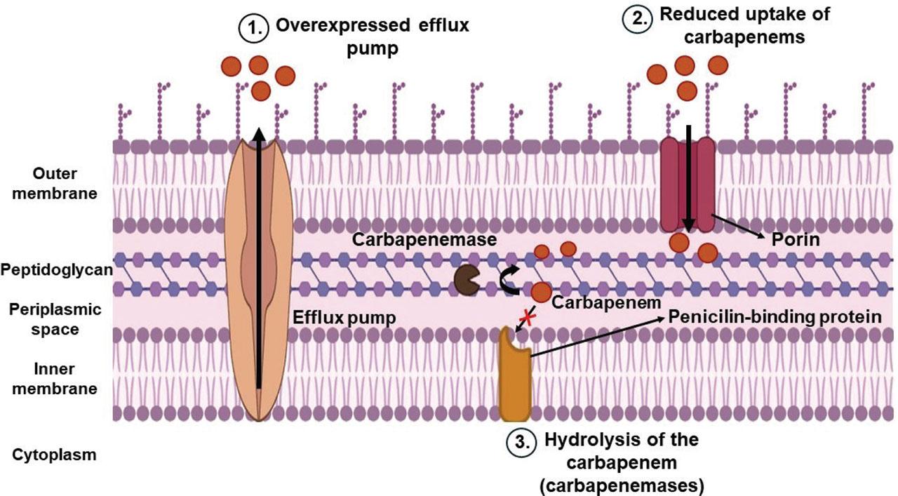Mechanisms of carbapenem resistance in environmental isolates (drawing created with bioRender). 1) overexpression of the efflux pump; 2) reduced porin activity; 3) carbapenemase-catalysed reactions (carbapenem hydrolysis)