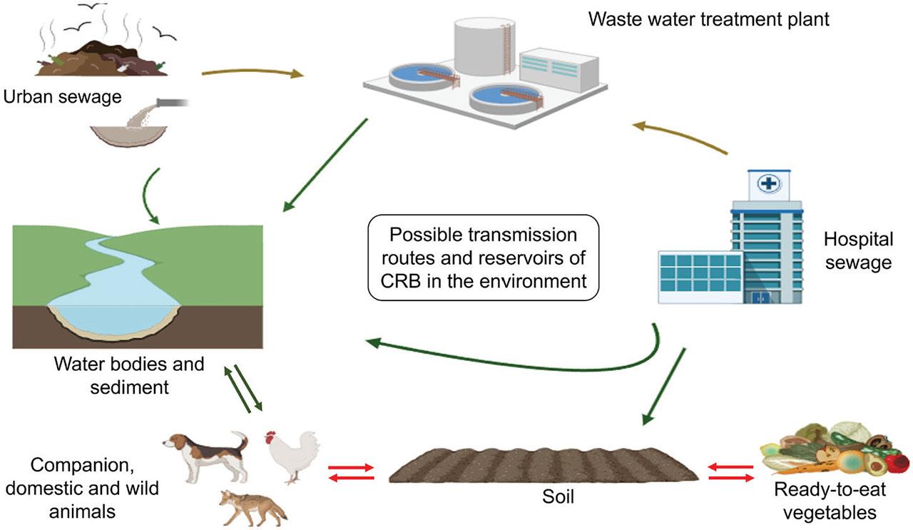 Possible transmission routes and reservoirs of CRB in the natural environment (drawing created with bioRender). 1) discharge of untreated hospital and urban sewage; 2) hospital and urban sewage that goes through WWTP but is released as partially treated effluent; 3) transmission of CRB through animals and ready-to eat-vegetables
