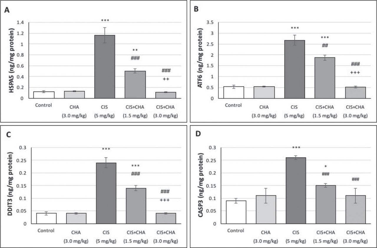 Effects of CHA (1.5 and 3 mg/kg) on ERS and apoptosis parameters in a CIS-induced testicular toxicity rat model. Data are presented as means ± SEM. *p<0.05, **p<0.01 and ***p<0.001 – significant difference from control; ##p<0.01 and ###p<0.001 – significant difference from the CIS alone group; ++p<0.01 and +++p<0.001 – significant difference from the CIS+CHA (1.5 mg/kg) g roup. ATF6 – activating transcription factor 6; CASP3 – cleaved caspase-3; CHA – chlorogenic acid; CIS – cisplatin; DDIT3 – DNA damage-inducible transcript 3; ERS – endoplasmic reticulum stress; HSPA5 – heat shock protein family A (HSP70) member 5; SEM – standard error of the mean