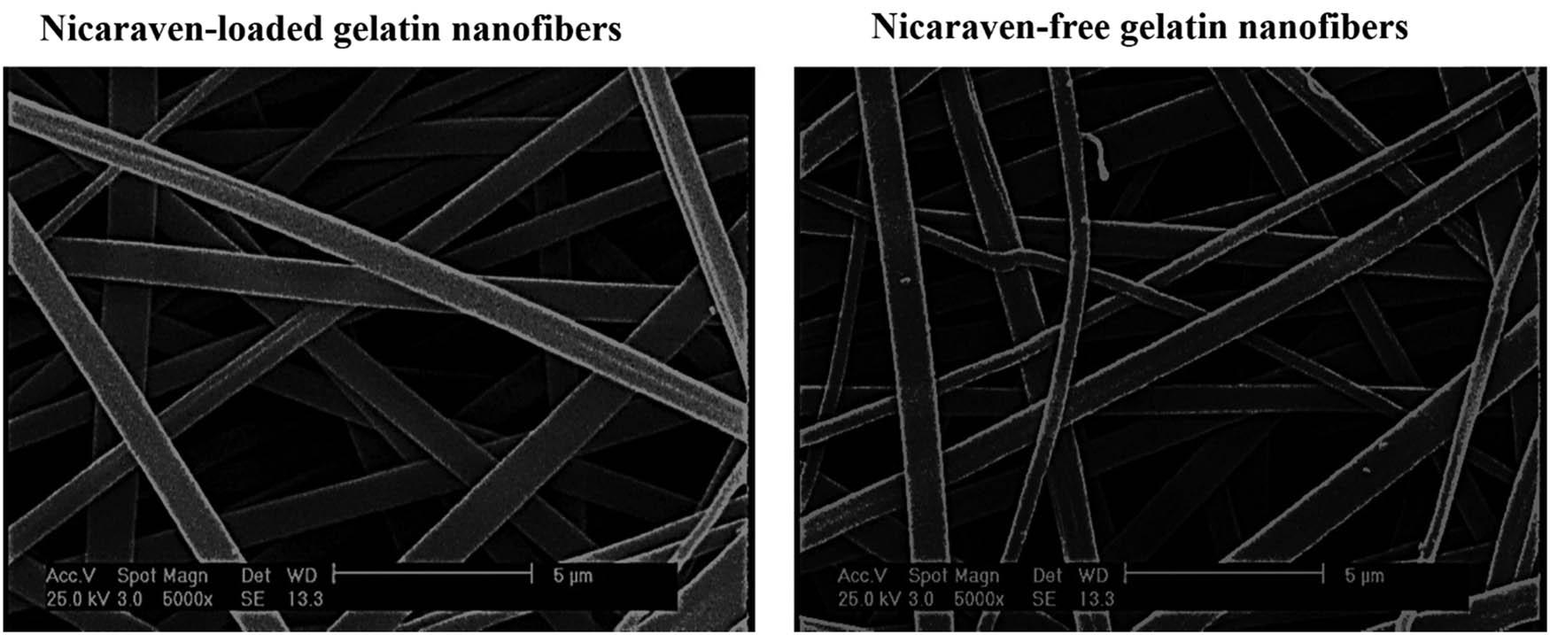 SEM images of nicaraven-loaded and nicaraven-free gelatin nanofibers.