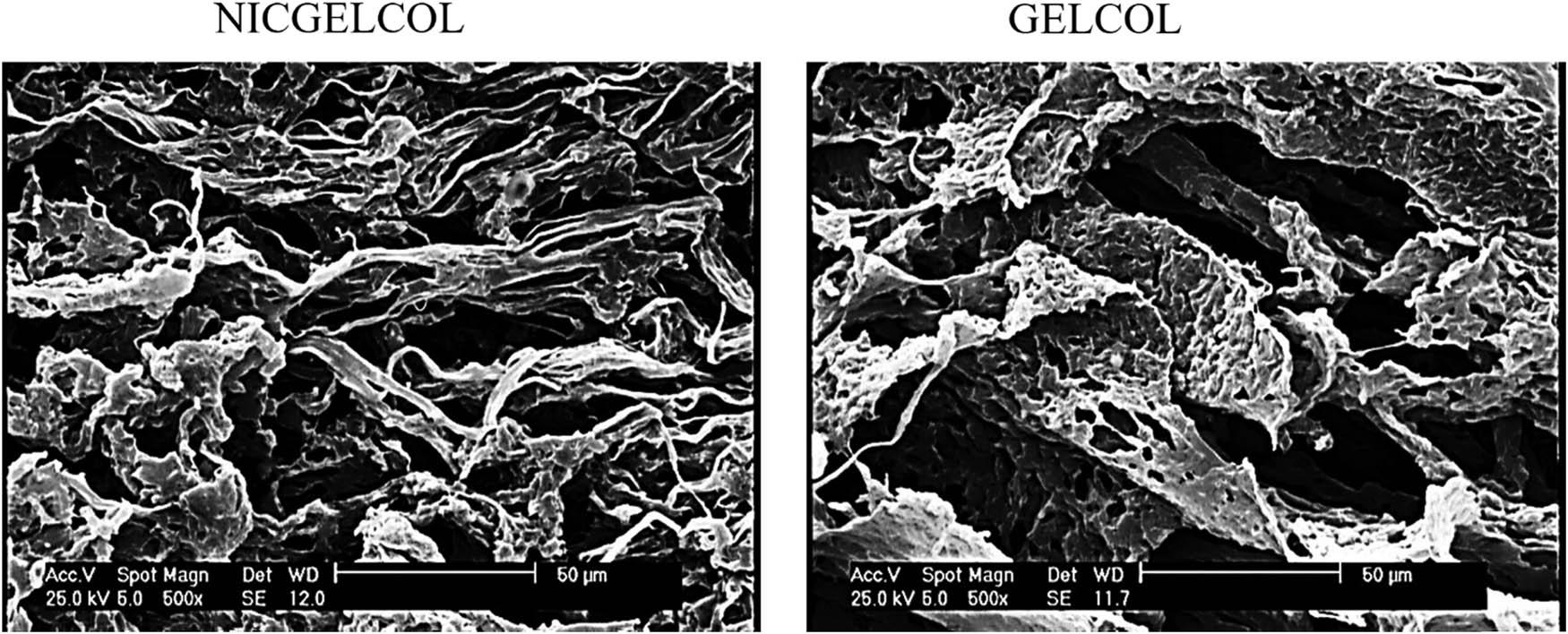 SEM images of NICGELCOL and GELCOL sponges.