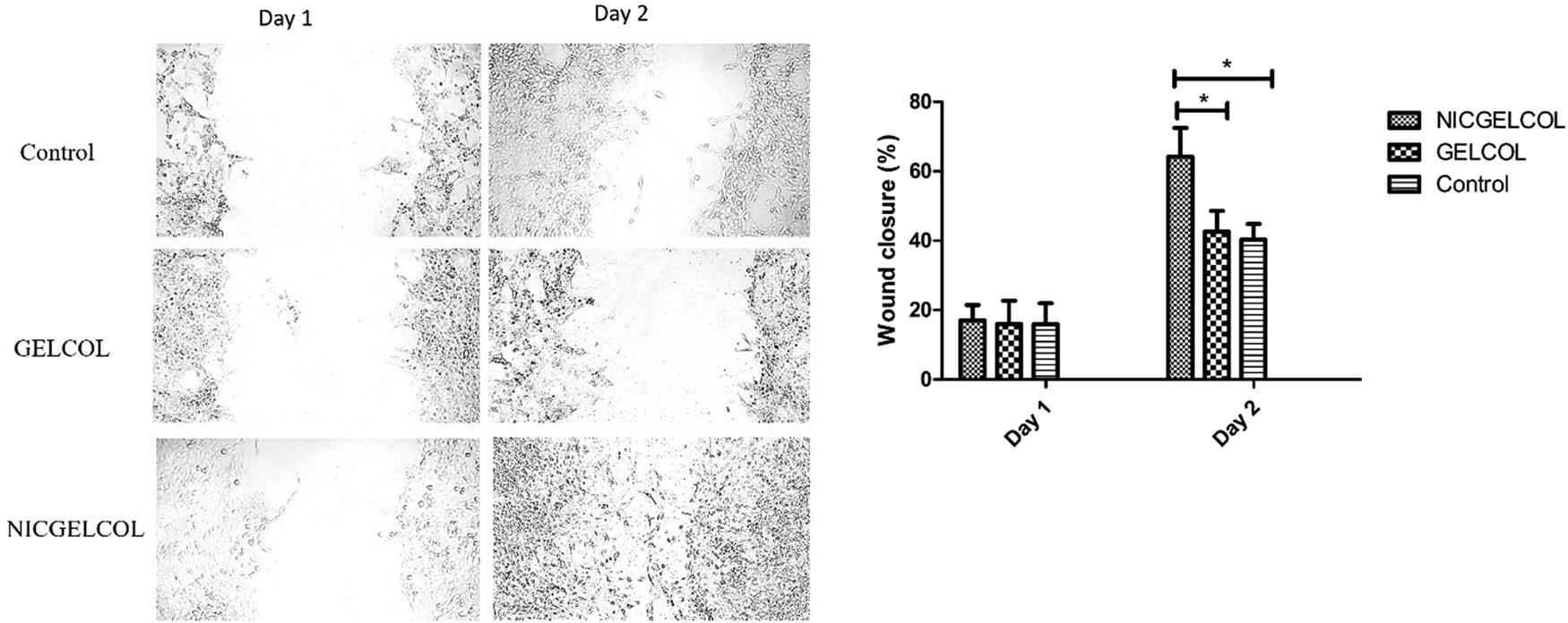 In vitro wound closure with L929 cells cultured with NICGELCOL and GELCOL sponges on days 1 and 2. * shows p-value <0.05.