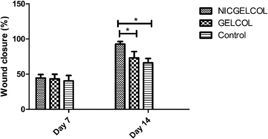 In vivo wound closure assay with NICGELCOL and GELCOL sponges in diabetic rats on days 7 and 14 after wounding. * shows p-value <0.05.