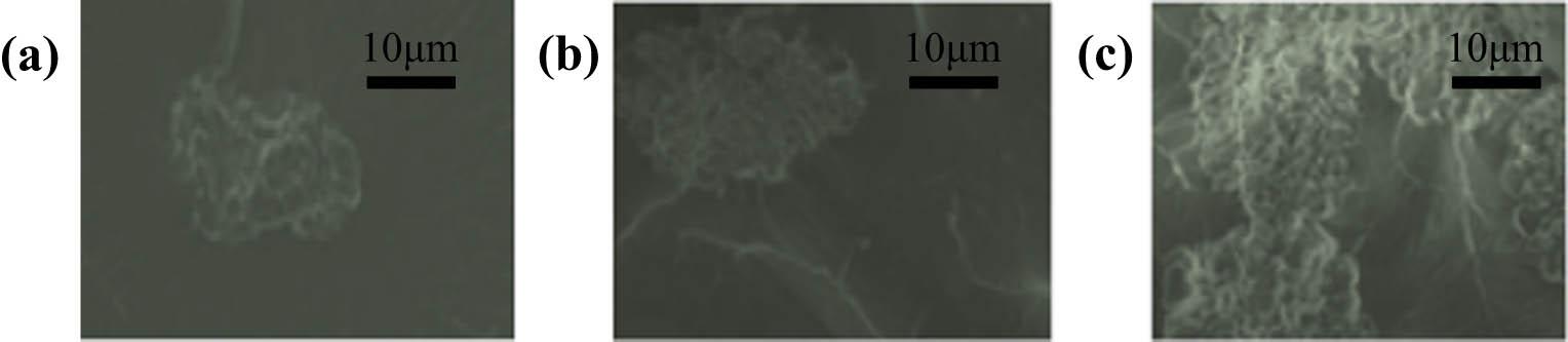 Microscopic images under different HO-PDMS contents: (a) SiPU-500, (b) SiPU-1000, and (c) SiPU-2000.