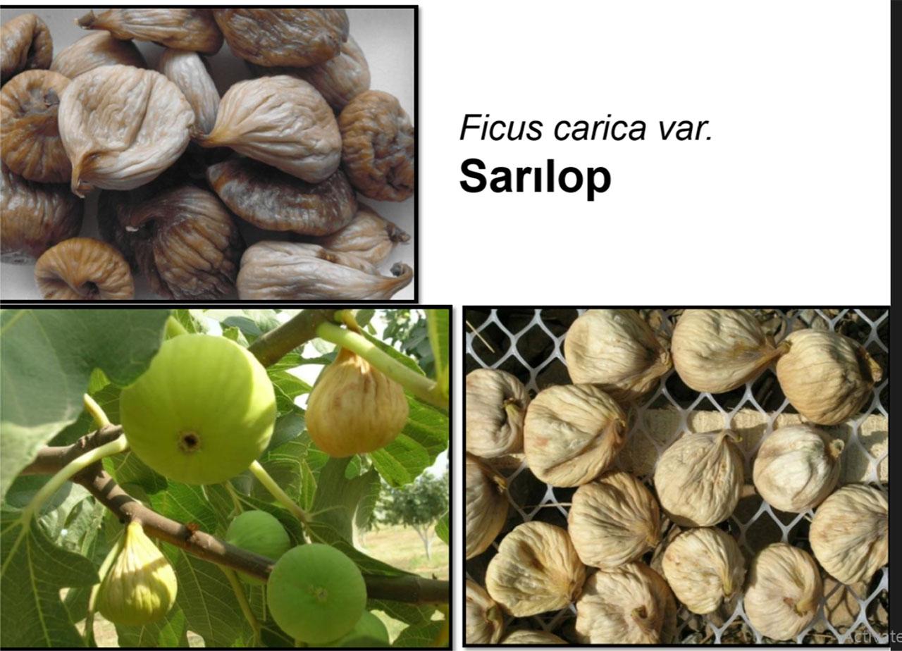Ficus carica var.Source: Kösoğlu, 2015.