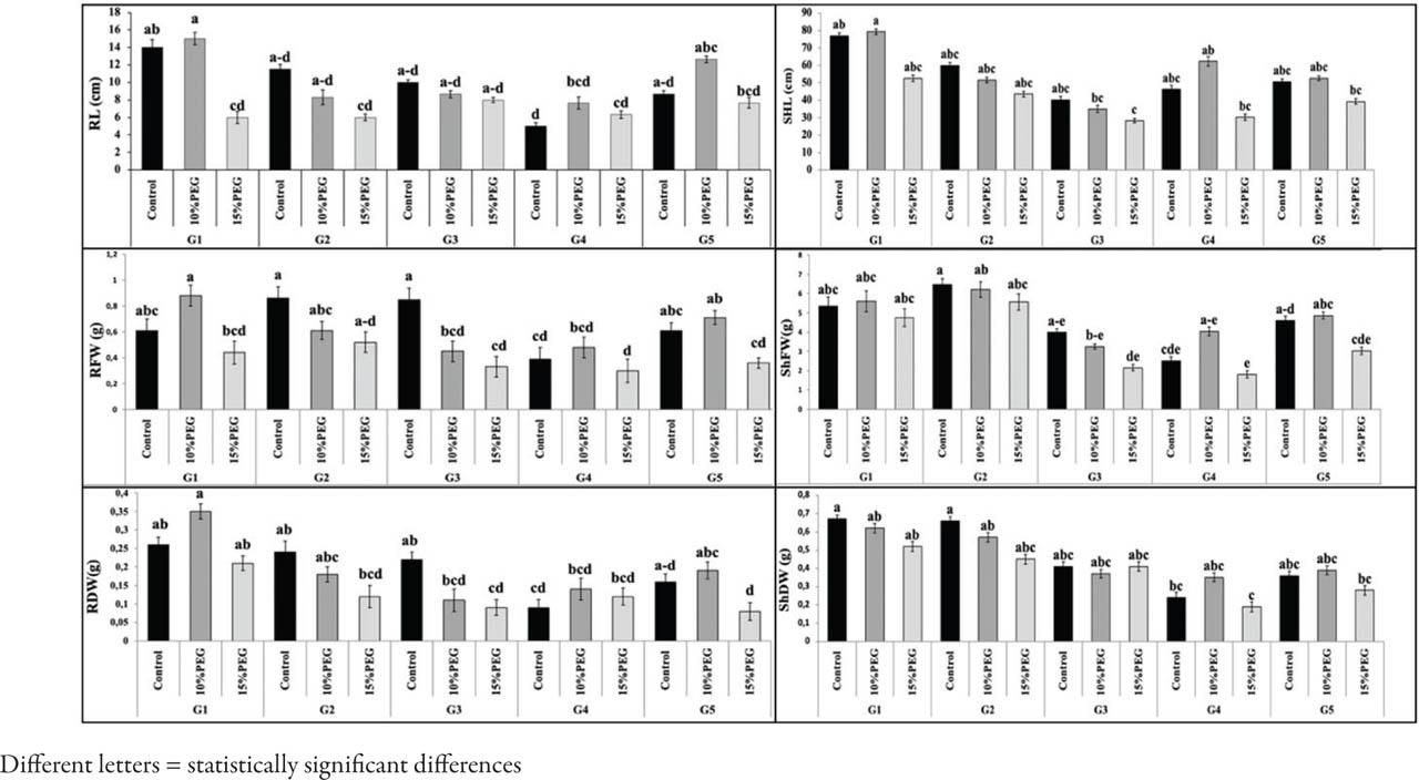 Plant growth traits (RL, RFW, RDW, ShL, ShFW, ShDW) of common bean affected by PEG treatment and genotypeAbbildung 1. Pflanzenwachstumsmerkmale (RL, RFW, RDW, ShL, ShFW, ShDW) der Gartenbohne in Abhängigkeit der PEG-Behandlung und des Genotyps
