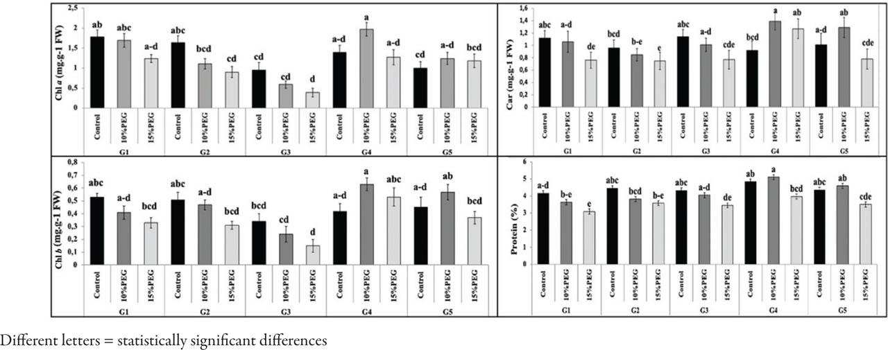 Photosynthetic pigments and protein concentration of common beans affected by PEG treatmentAbbildung 2. Beeinflussung der photosynthetischen Pigmente und der Proteinkonzentration von Gartenbohnen durch PEG-Behandlung