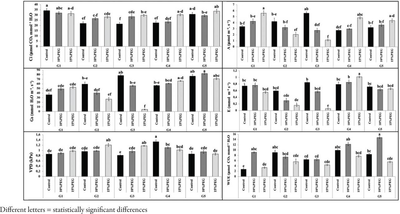 Photosynthetic parameters of common beans affected by PEG treatment and genotypeAbbildung 3. Photosyntheseparameter von Gartenbohnen in Abhängigkeit der PEG-Behandlung und des Genotyps