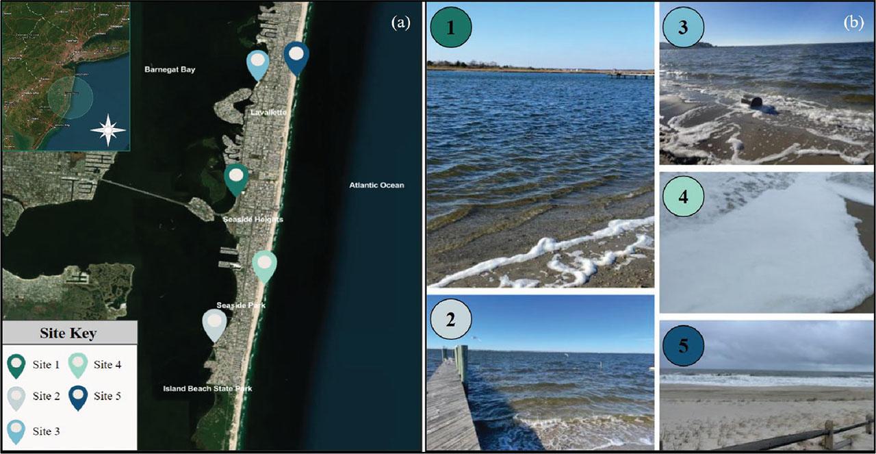 (a-b). (a) The five sites utilized for collection that ranged from Lavallette to Seaside Park, New Jersey (Table 2). Mapping was performed using the ArcGIS software. (b) Photographs of the five collection sites and examples of foams collected there.