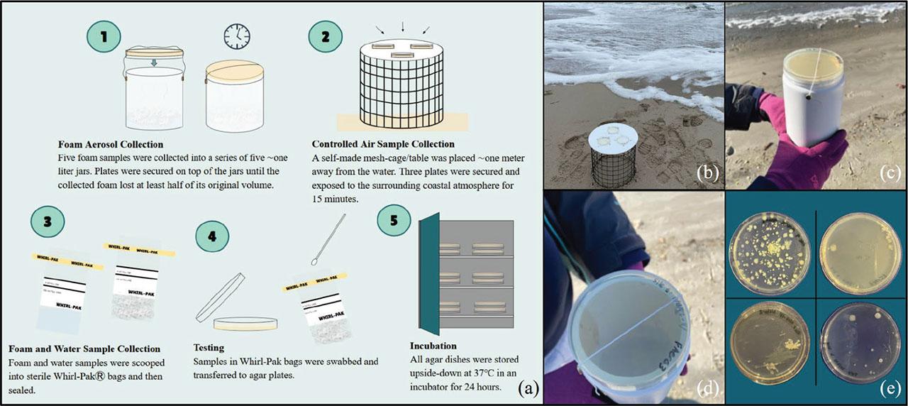 (a-e). (a) Illustrated methodological process. (b) Coastal air sample passive culturing of coastal air samples. (c,d) Foam aerosol collection method. (e) Examples of Coliforms grown on foam (top left), foam aerosol (top right), water (bottom left), and coastal air (bottom right) plates.