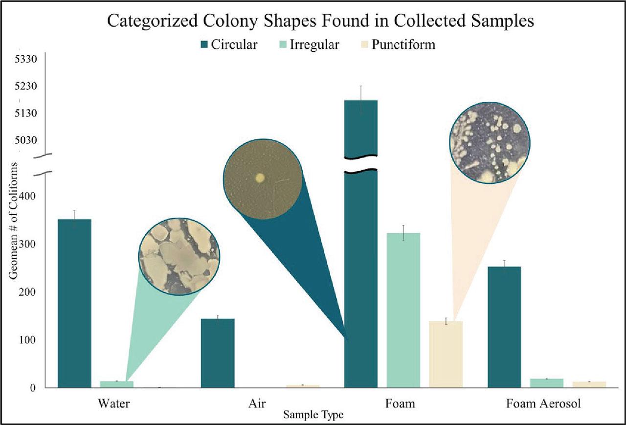 Quantified colony shapes (circular, irregular, and punctiform) found in all four sample types. Foam samples can be observed to have the most variety of colony morphology, containing all three of the most prevalent bacteria shapes found. Circular colonies were the most common colony shape found across all four sample types (± 0.05, n = 75).