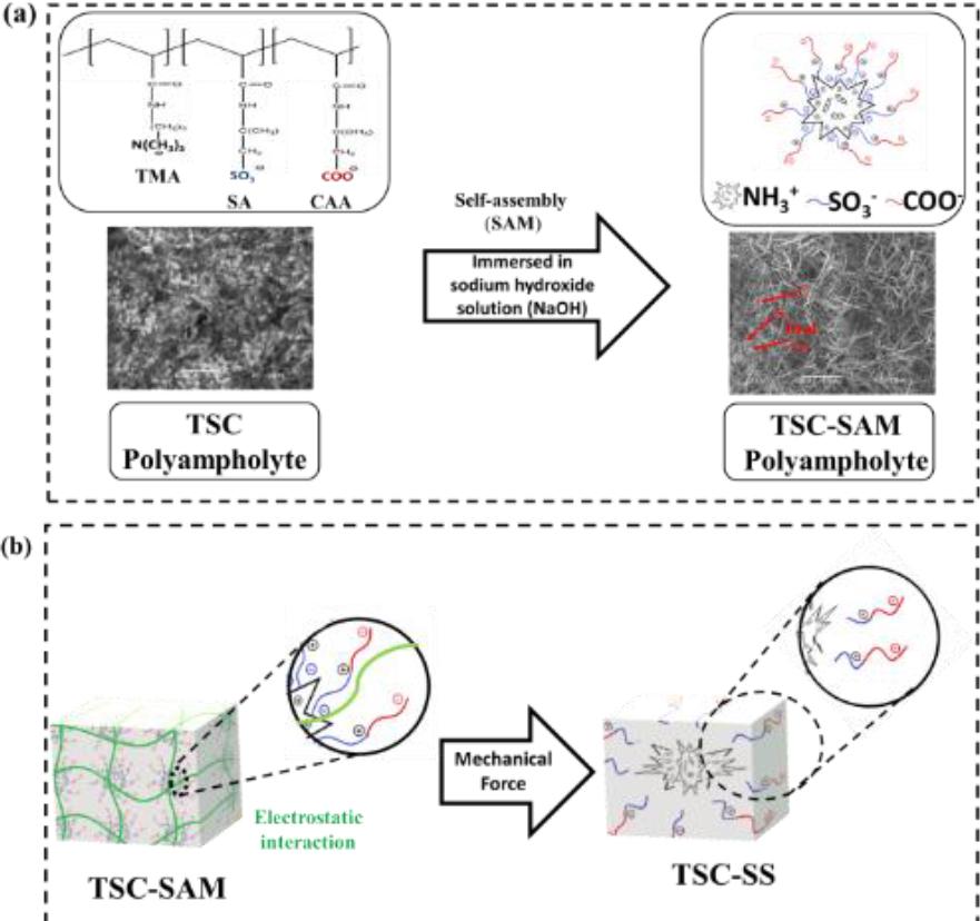 Schematic Diagram Illustration (a) Preparation of TSC Polyampholyte hydrogel (b) Preparation of TSC-SS Polyampholyte under mechanical force (uniaxial stress)
