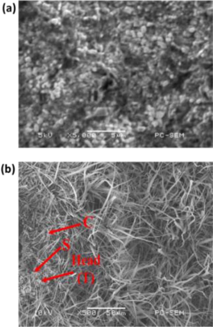Scanning electron microscopy (SEM) images of TSC polyampholyte hydrogel (a) before and (b) after self-assembly process