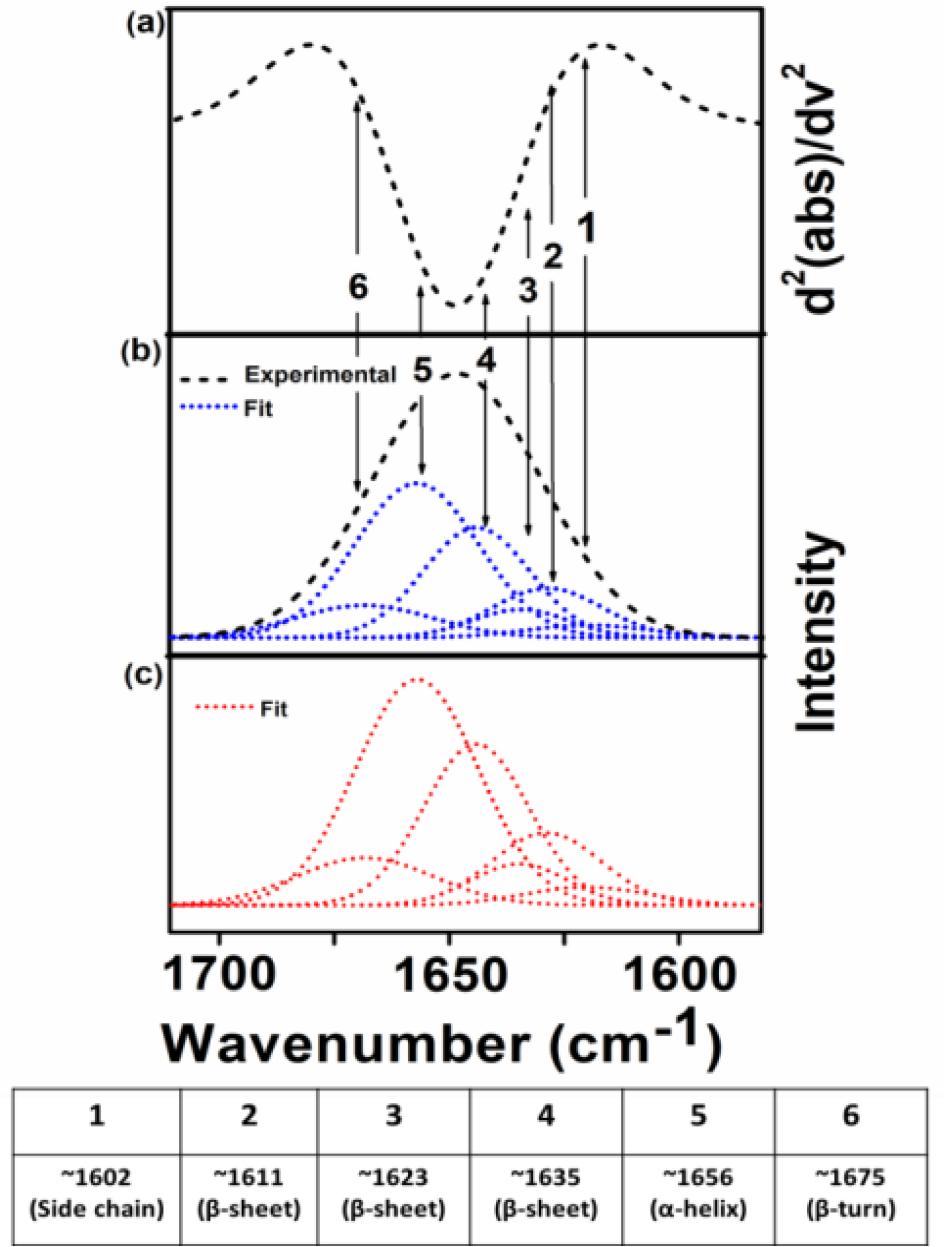 Spectra of protein secondary structure analysis (a) the IR absorbance spectra's second derivatives contained to the amide-I band (b) IR spectra in the amide-I were fitted by approximating the number and position, which experimental curve (▪▪▪) and simulated fits (---) (c) Result simulated fits are the six Gaussian band prof.
