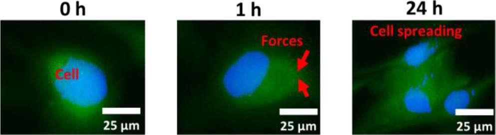 The HDF-a cells spreading on strain-stiffening of TSC polyampholyte. Scale bar 25 μm
