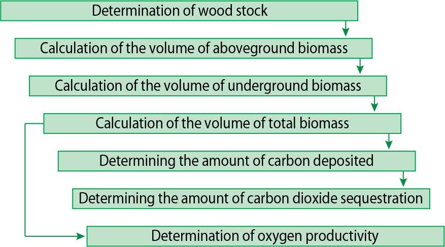 Stages of assessing the carbon-sequestration potential and oxygen productivity of poplar cultivars (Hayda et al. 2024)