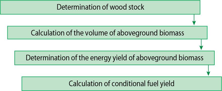 Stages of assessment of bioenergetic productivity of poplar cultivars (Hayda et al. 2024)