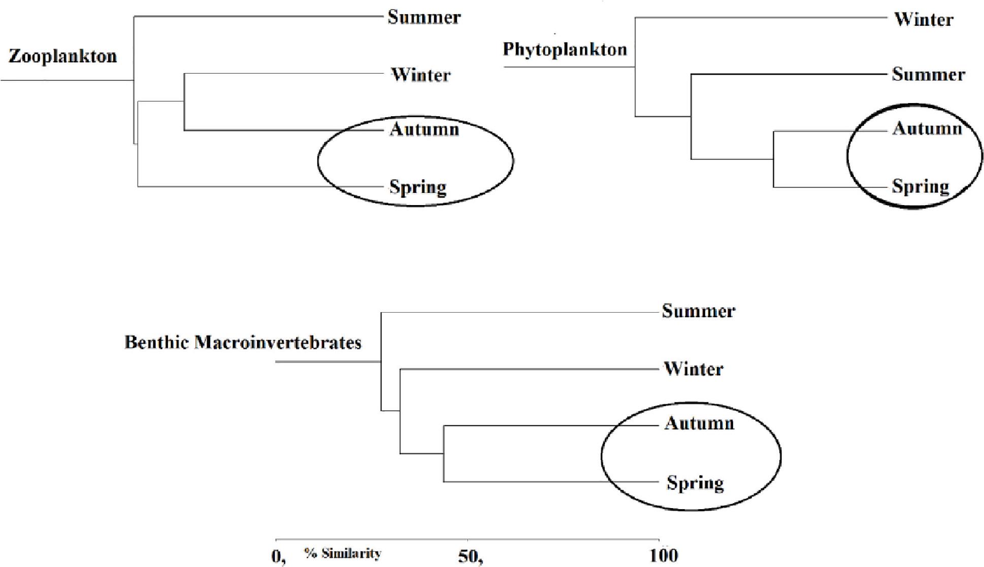 The similarity dendrogram of the seasons according to distributions of zooplankton, phytoplankton, and benthic macroinvertebrate taxa.