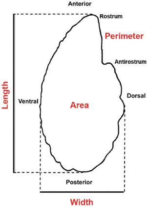 Otolith morphometric and morphological characteristics of Belone belone.