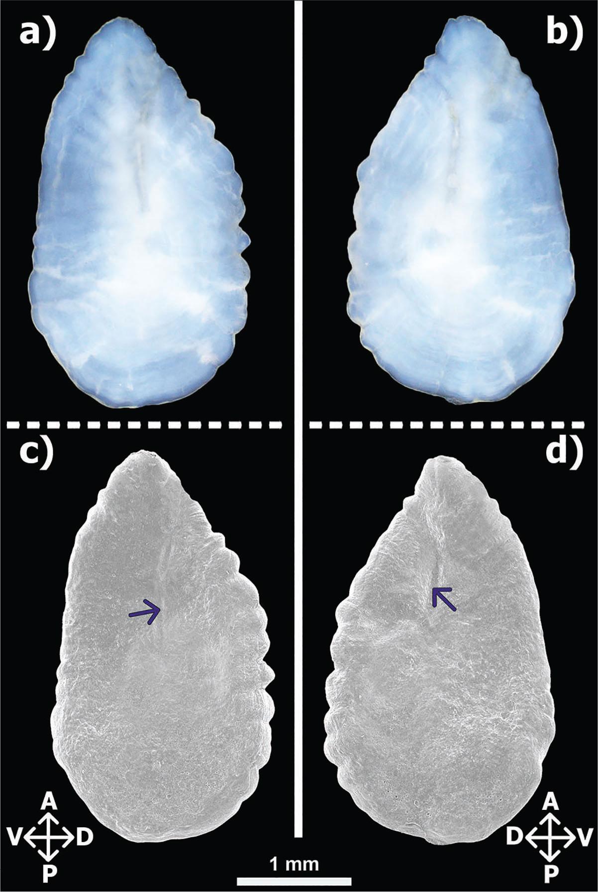 Light microscope images of the lateral surfaces of the normal left (A) and right (B) otoliths and SEM images of the lateral surfaces of the normal left (C) and right (D) otoliths of the 38.1 cm TL female Belone belone of a specimen from the Darıca coast in Sea of Marmara, Türkiye. A: Anterior; P: Posterior; V: Ventral; D: Dorsal. Purple Arrows: canal. SEM, scanning electron microscopy; TL, total length.