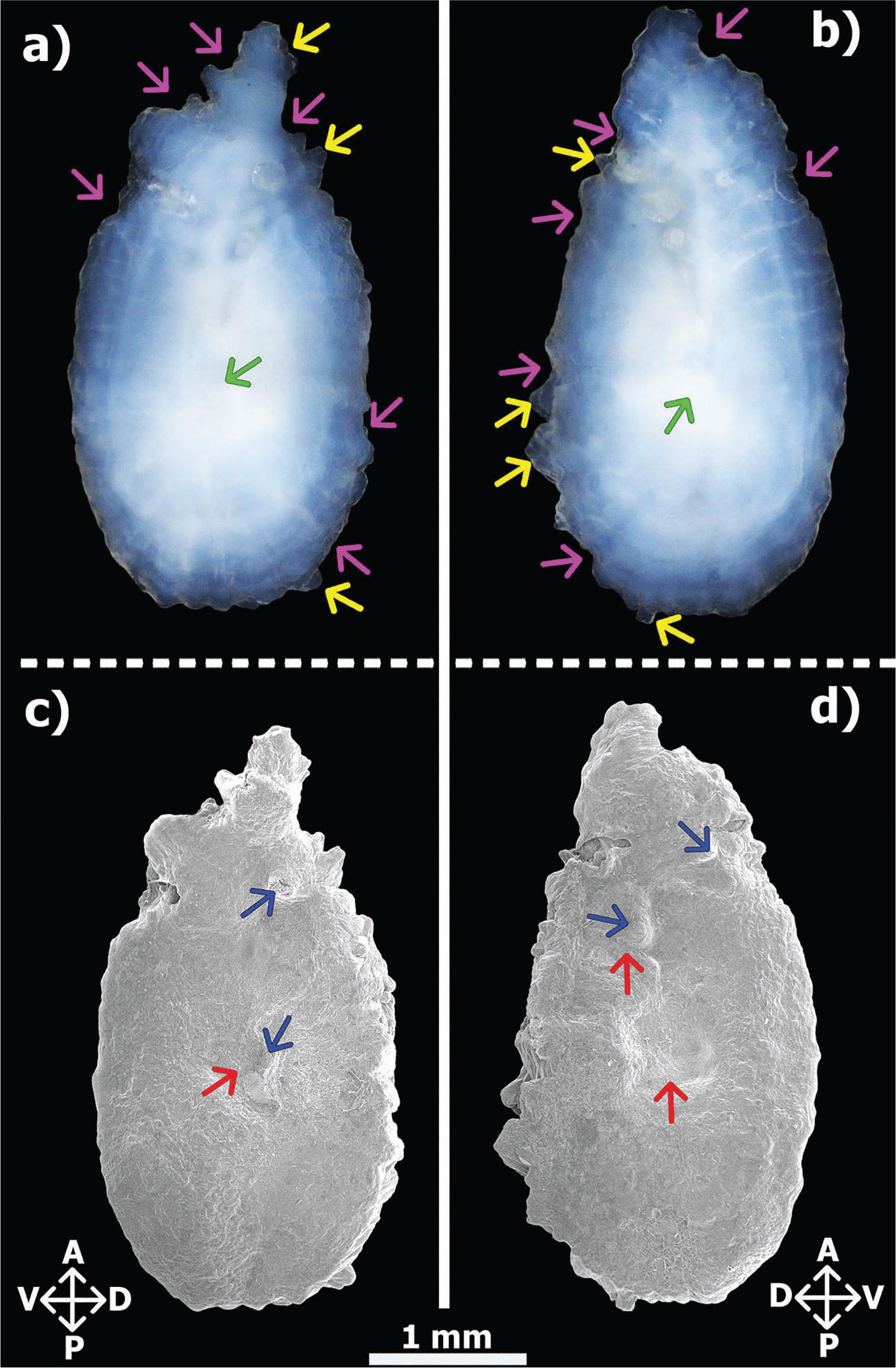 Light microscope images of the lateral surfaces of the left (A) and the right (B) otoliths and SEM images of the lateral surfaces of the left (C) and the right (D) otoliths of the 39.8 cm TL female Belone belone specimen from the Darıca coast in the Sea of Marmara, Türkiye. Arrows indicate for Yellow: aragonite part, Green vaterite part, Red: depressions, Blue: protrusions, and Pink: fragment losses, D: Dorsal; V: Ventral; P: Posterior; A: Anterior. SEM, scanning electron microscopy; TL, total length.