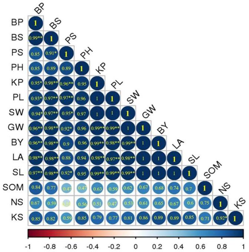 Correlation matrix among plant height (PH), pedicel length (PL), leaf area (LA), spike length (SL), biological yield (BY), spike weight (SW), grain weight (GW), in-plant potassium (KP), in-plant boron (BP), in-soil nitrogen (NS), in-soil phosphorus (PS), in-soil potassium (KS), in-soil boron (BS), and soil organic matter (SOM)
Source: own work.