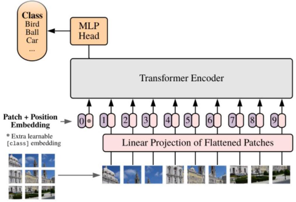 The architecture diagram of ViT