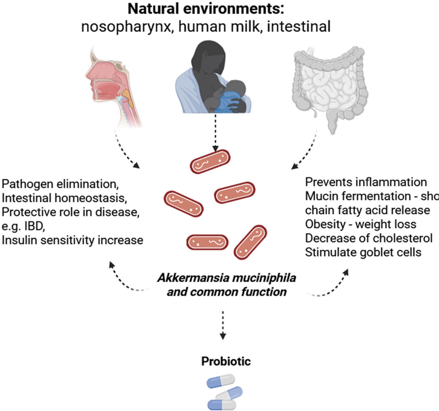 Summary of the role of A.muciniphila in health and disease. Illustration created using Biorender (www.biorender.com). Agreement number: CA28PV7H2E