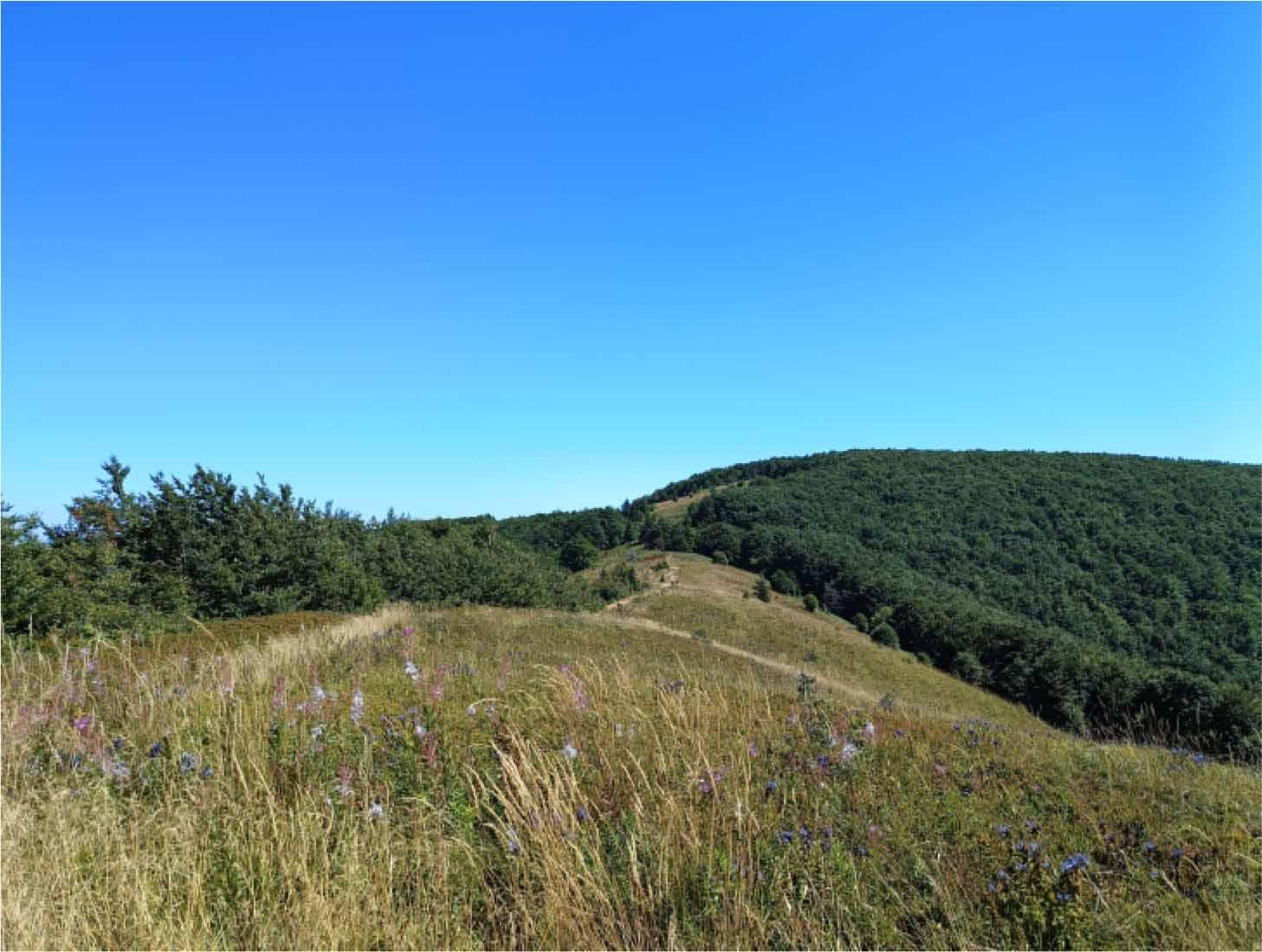 Polonyna above Cisna village, August 2024, source: own work