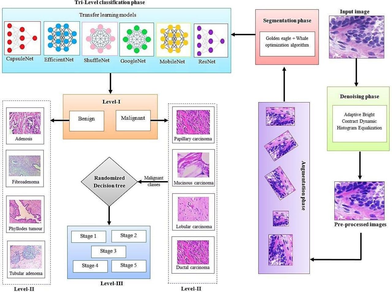Schematic illustration of the proposed TRI-BCC model.