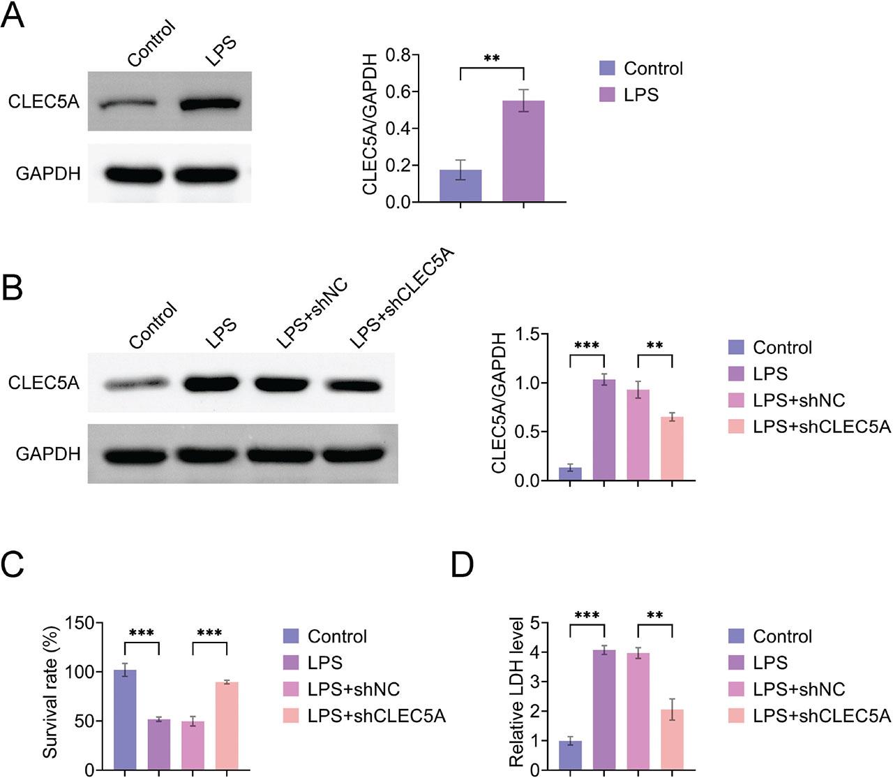 CLEC5A knockdown protects HK-2 cells from LPS-induced injury. (A, B) Detection of CLEC5A expression in HK-2 cells by Western blotting. (C) CCK-8 assay for cell viability. (D) Measure LDH production using a commercially available LDH release assay kit. Values are presented as mean ± SD. **p < 0.01, ***p < 0.001. n = 3. CCK-8, cell counting kit-8; CLEC5A, C-type lectin domain family 5 member A; GAPDH, LDH, lactate dehydrogenase; LPS, lipopolysaccharide; SD, standard deviation; shNC, shcontrol.