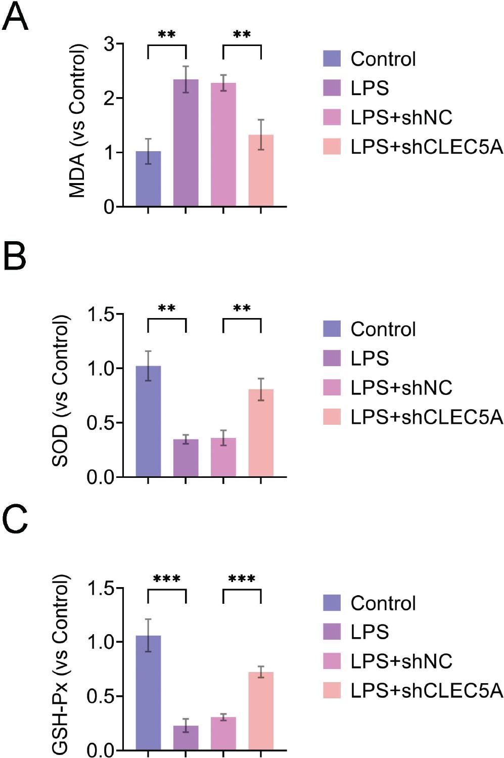 CLEC5A knockdown improves HK-2 cells from LPS-induced oxidative stress. MDA (A), SOD (B), and GSH-Px (C) levels were measured using commercially available kits in HK-2 cells. Values are presented as mean ± SD. **p < 0.01, ***p < 0.001. n = 3. CLEC5A, C-type lectin domain family 5 member A; GSH-Px, glutathione peroxidase; LPS, lipopolysaccharide; MDA, malondialdehyde; SD, shNC, SOD, superoxide dismutase.