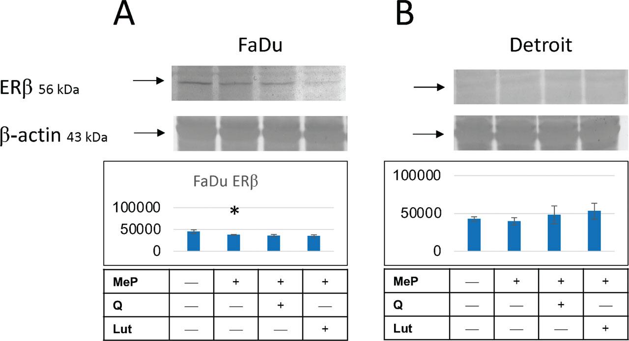 Expression of ERβ on FaDu and Detroit cells. Western blot analysis demonstrates the effect of MeP and MeP + Q and MeP + Lut on the expression of ER ERβ ıν FaDu (A) and Detroit 562 (B) cells. Error bars represent the SD (±SD) of the mean values from two independent experiments per each line. *Difference with cells untreated with MeP (p < 0.05). ERs, estrogen receptors; MeP, Methylparaben; SD, standard deviation.
