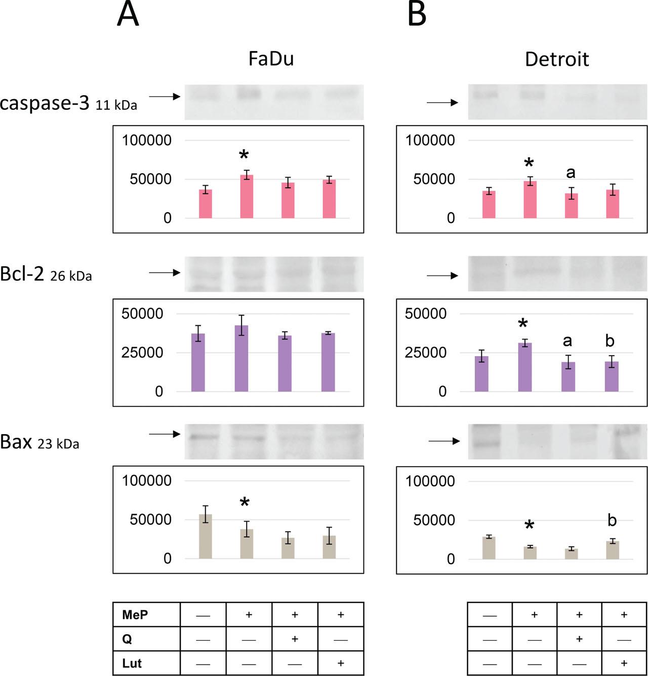 Expression of mitochondrial proteins in FaDu and Detroit 562 cells. Western blot analysis demonstrates the effect of MeP and MeP + Q and MeP + Lut on the expression of caspase 3, Bcl-2, and Bax proteins in FaDu (A) and Detroit 562 (B) cells. The representative bands of the analyzed proteins to β-actin are illustrated. Samples containing 30 μg of protein were submitted to electrophoresis and immunoblotting. Error bars represent the (±SD) of the mean values from two independent experiments per line. *Difference with cells untreated with MeP; adifference with cells treated with MeP + Q (p < 0.05); bdifference with cells treated with MeP + Lut (p < 0.05). MeP, Methylparaben; Methylparaben; SD, standard deviation.