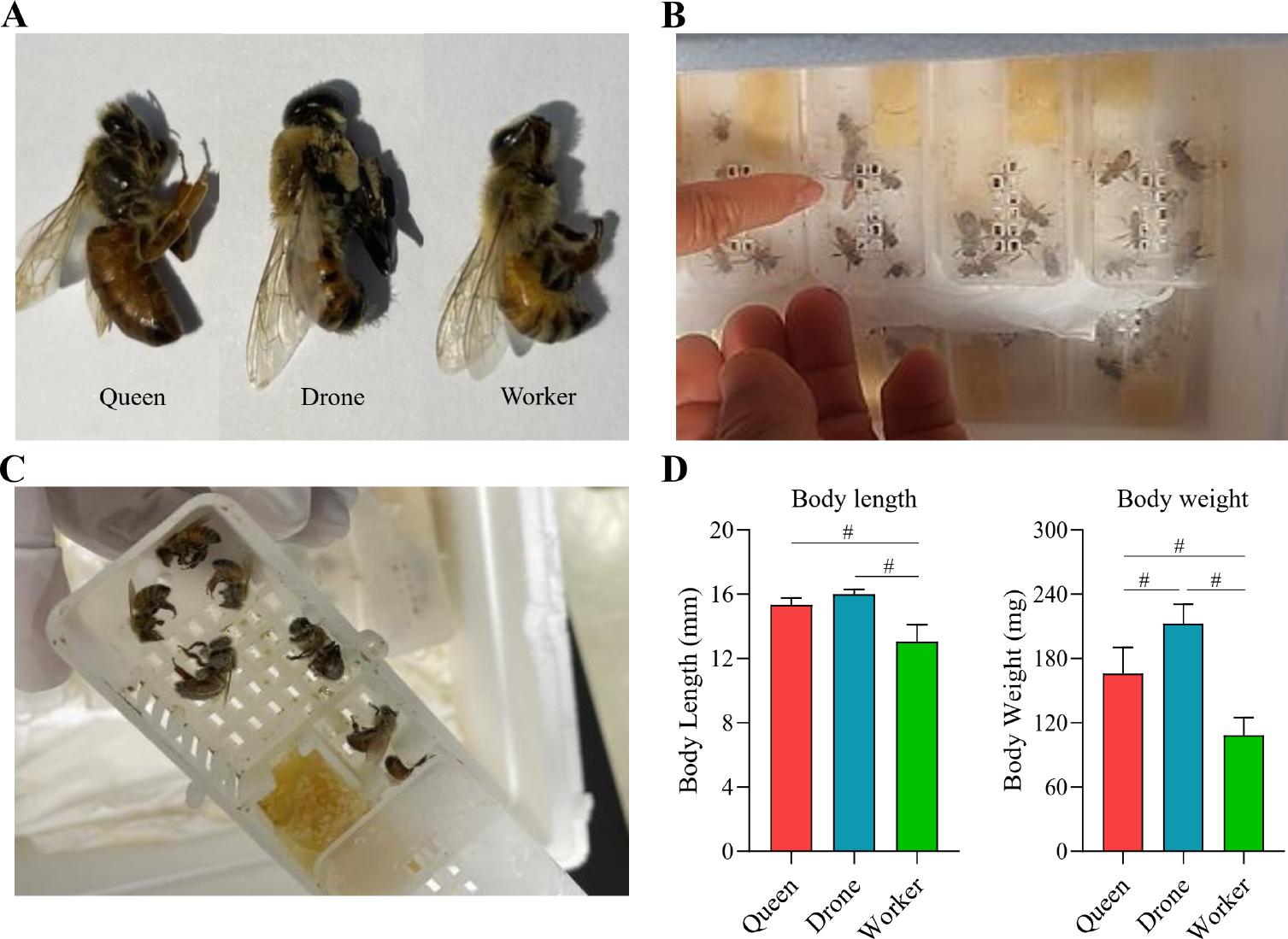 Baseline characteristics of the honey bee population studied.
A)Queen bees, worker bees, and drone bees were collected from the Chungnam region of Korea; B) live bees were collected in boxes; C) samples were stored at –80°C; D) body length and weight were manually measured prior to gut extraction. Distinct morphological differences were evident among the castes: drone bees had the most considerable body length and weight, worker bees were the smallest, and queen bees were intermediate in size. Significance among groups was analyzed using one-way ANOVA in GraphPad Prism v9.1.1 (GraphPad Software, USA, www.graphpad.com) (# – p < 0.0001).