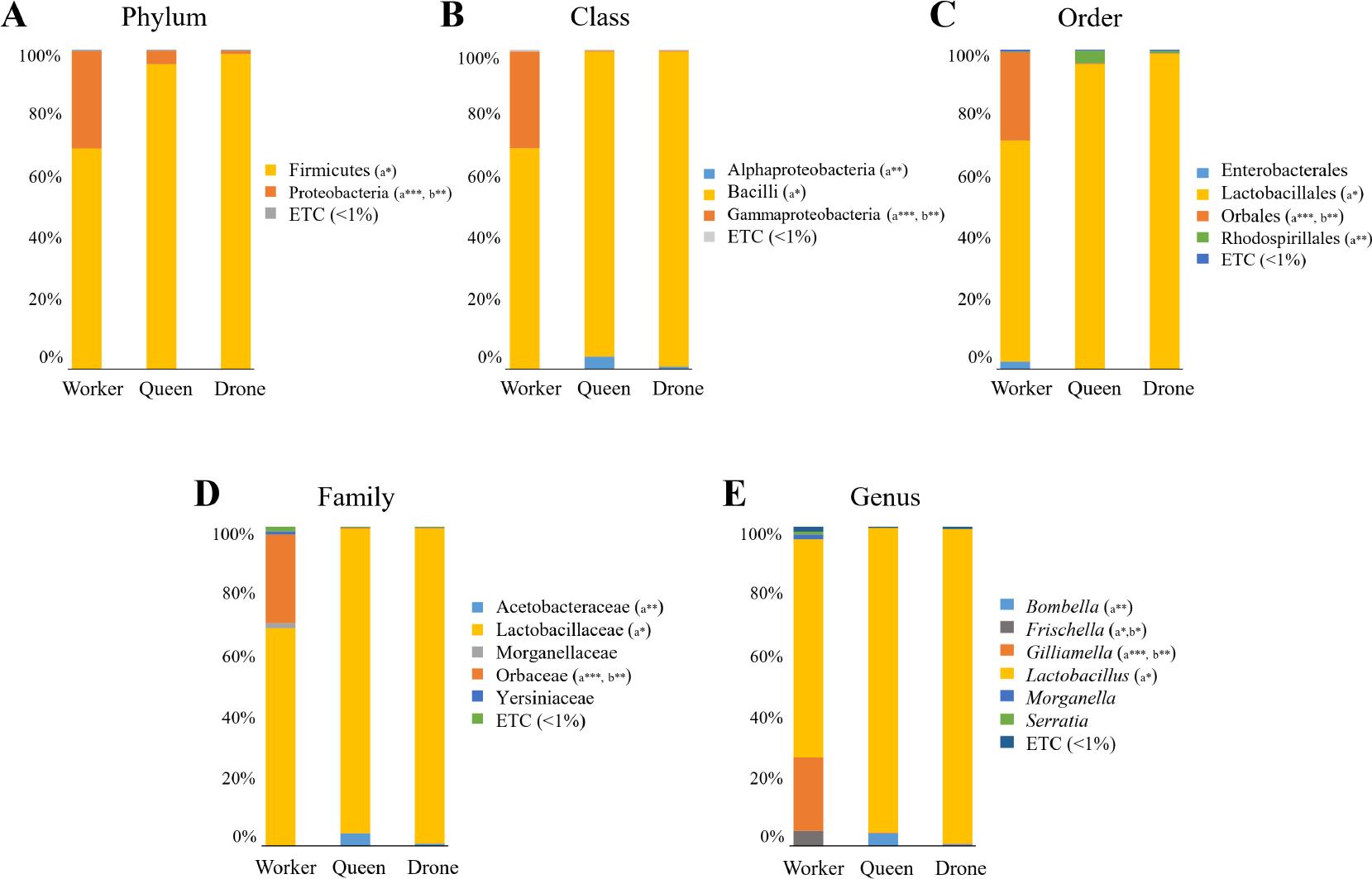 Mean taxonomic composition of the honey bee gut microbiome.
The taxonomic relative abundances across bee castes were classified at multiple levels: A) phylum, B) class, C) order, D) family, E) genus. Statistical significance among groups (*p < 0.05; **p < 0.01; ***p < 0.001) was analyzed using the Wilcoxon rank-sum test, and relative abundances below 1% are represented as “ETC”. Overall, drone and queen bees exhibited similar levels of taxonomic diversity, with no significant taxa identified between them. In contrast, worker bees showed greater taxonomic diversity compared to the other two castes, with several significant taxa identified. Significant differences compared to worker bees are indicated as “a” for queen bees and “b” for drone bees.